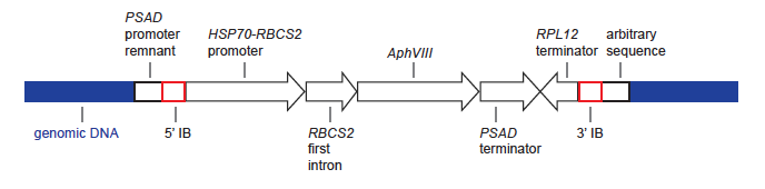 CIB1 schematic