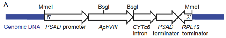 pMJ013b schematic